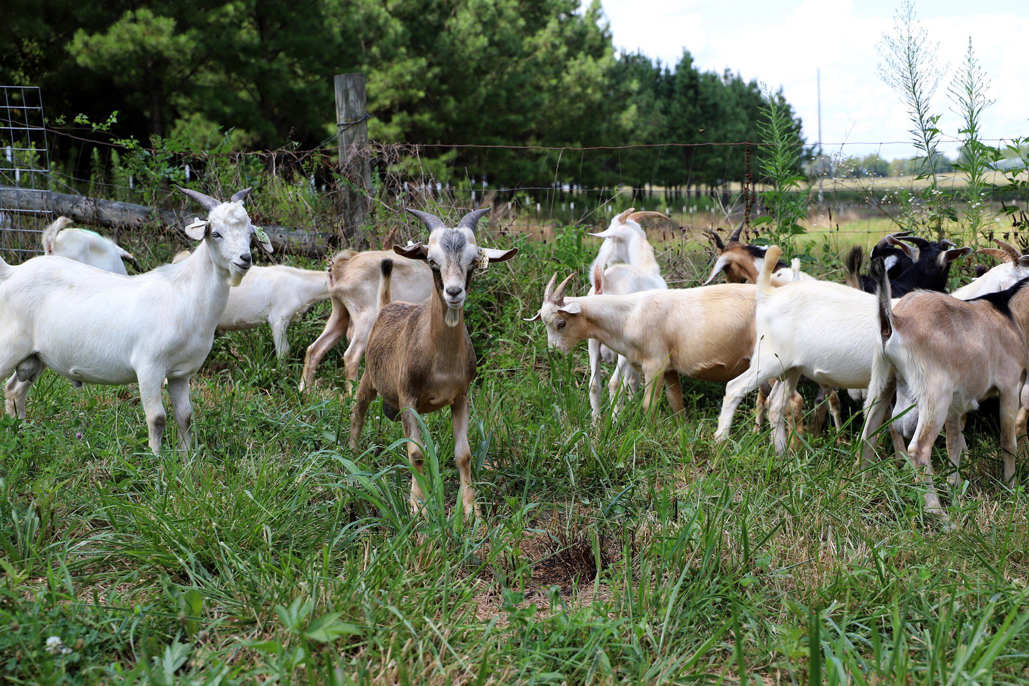 Ten goats in a grassy pasture.