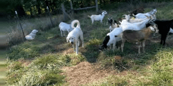 Herding dog in goat pasture.