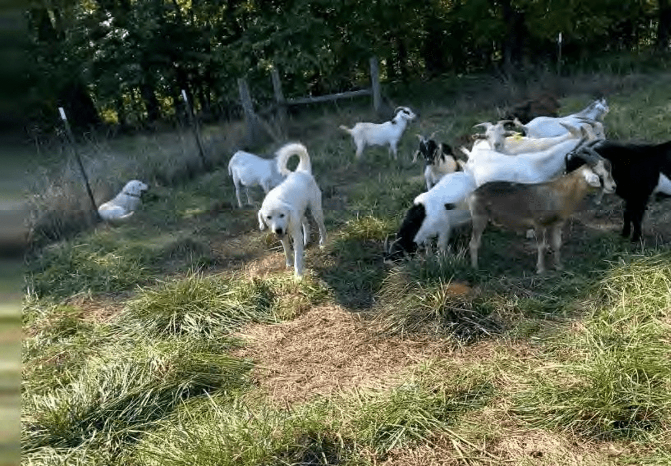 Herding dog in goat pasture.