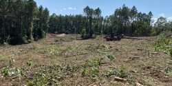 Timber-cleared land