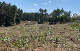 Timber-cleared land
