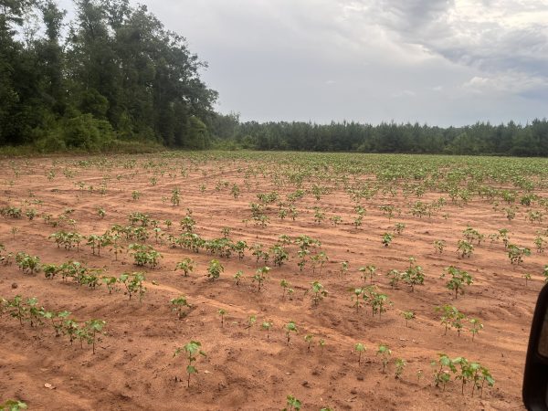 ground-level view of whitetail deer damage