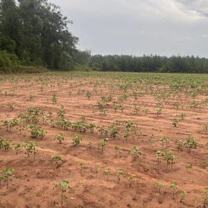 ground-level view of whitetail deer damage