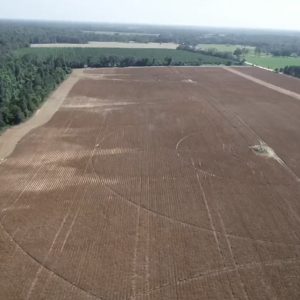 aerial imagery of whitetail deer damage