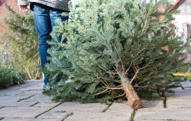 Man disposing of a Christmas tree