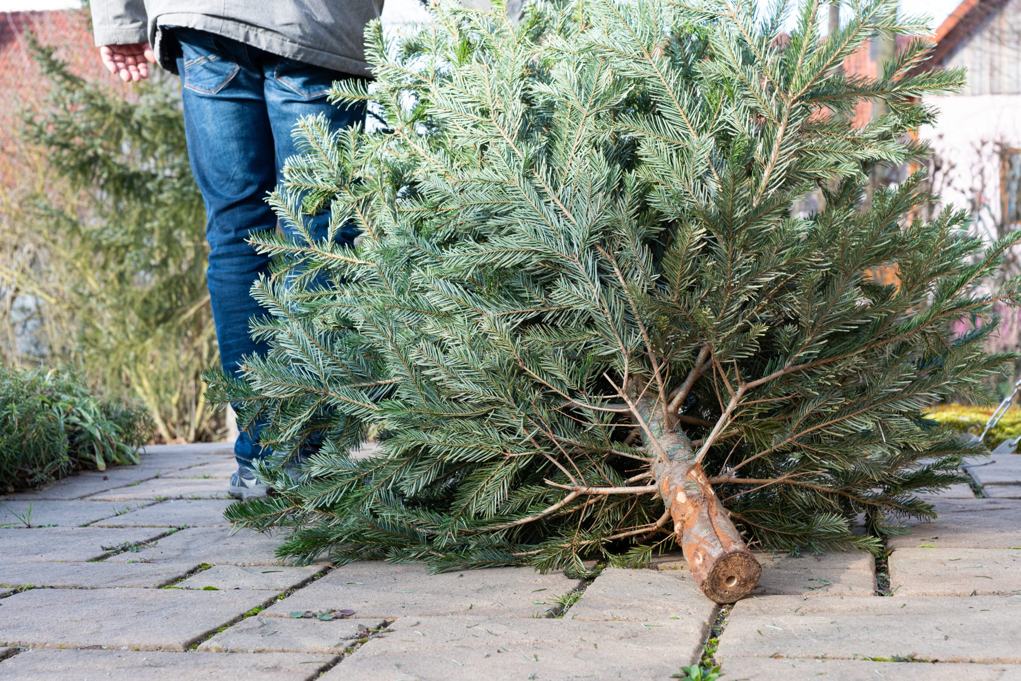 Man disposing of a Christmas tree