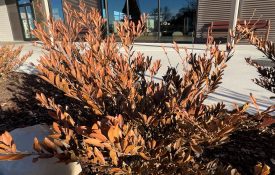 Woody ornamentals may exhibit brown, dead foliage and possibly drop all of their leaves.