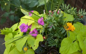Potted plants and flowers
