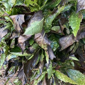 Freeze damage to variegated aucuba japonica.