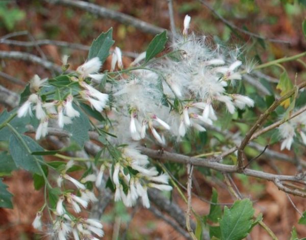 Figure 3. Small, wind-dispersed seeds with silky hairs are produced in prolific numbers in the fall.