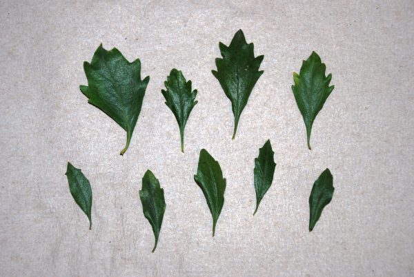 Figure 2. Leaf shape is variable.