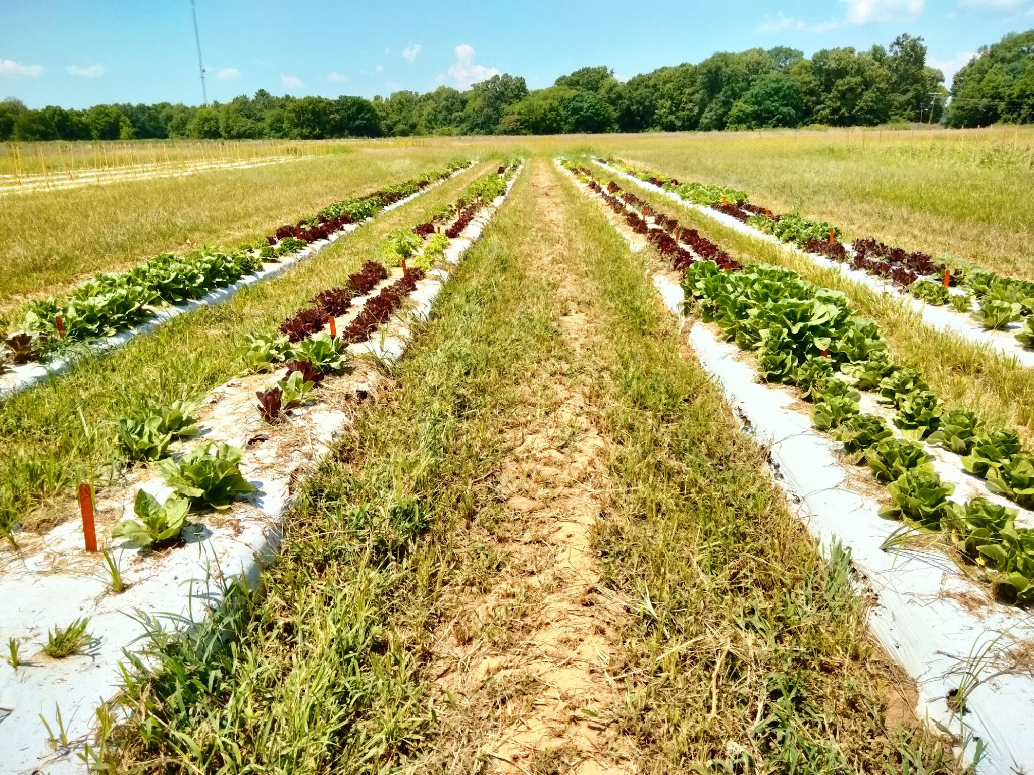 Figure 1. Overview of lettuce grown in an open field during spring 2022.