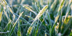 Frost on grass forage