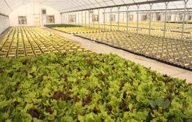 Plants growing in a greenhouse. The $9.95 million dollar grant will help researchers study controlled environment agriculture, including greenhouses and high tunnels.
