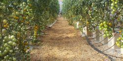 Tomatoes in a greenhouse