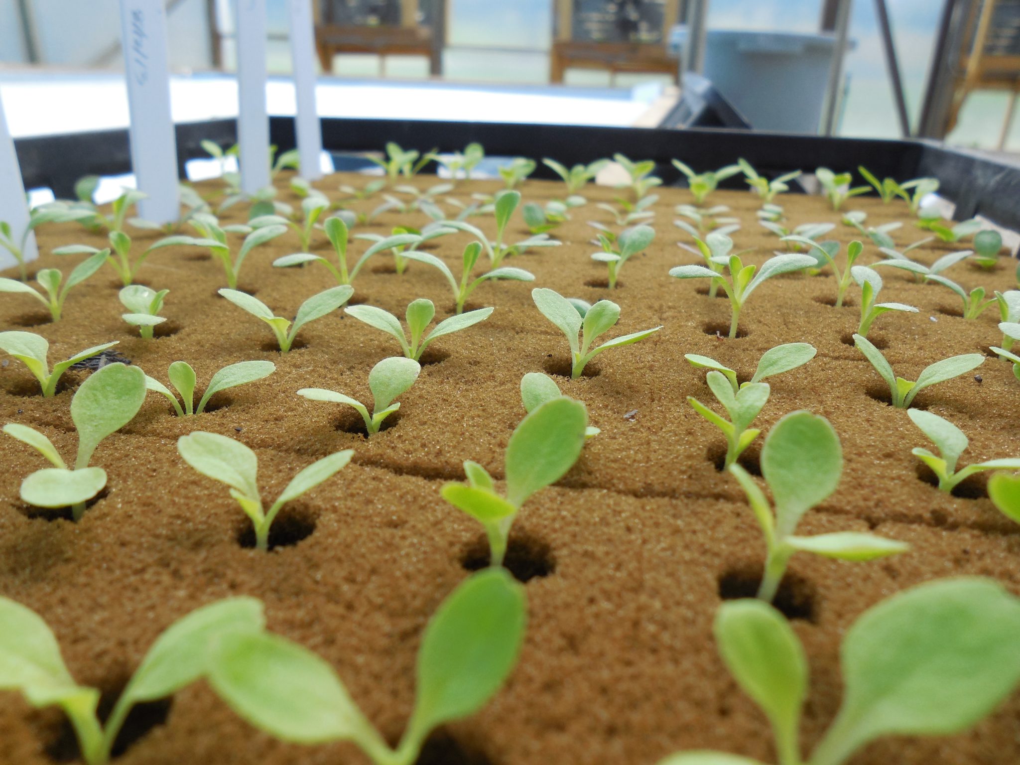 Starting transplants in a greenhouse