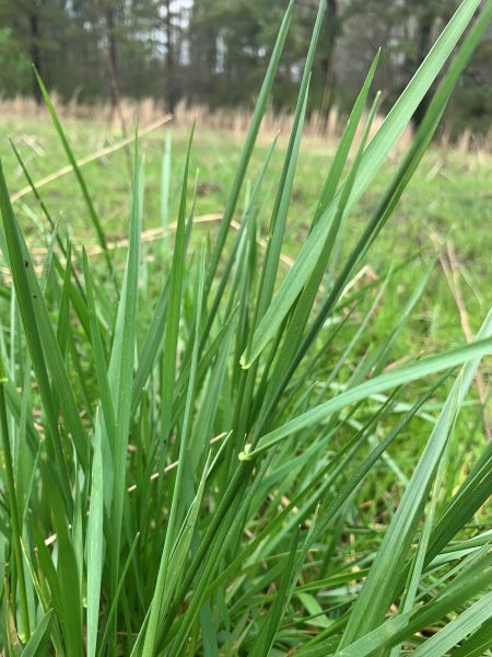 Figure 1. Tall fescue nearing flag leaf growth stage. Herbicides should be applied at or before the flag leaf growth stage for optimum seedhead suppression.
