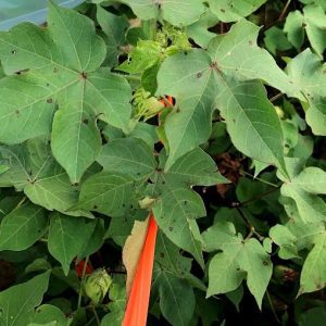 Figure 1. Stemphylium leaf spot first appears as small, circular brown colored lesions ~ 2 cm in size in the upper canopy.