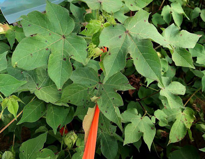 Stemphylium Leaf Spot of Cotton Alabama Cooperative Extension System
