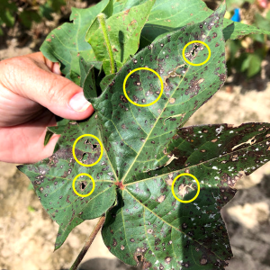 Figure 2. The center of Stemphylium leaf spot lesions will turn white and may crack and fall out producing a “shot-hole.” appearance.