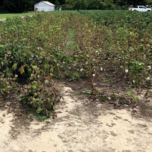 Figure 3. Cotton plants exhibiting symptoms of premature defoliation due to Stemphylium leaf spot and potash deficiencies. appearance.