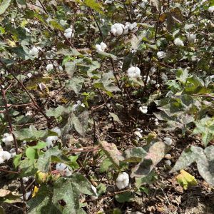 Figure 4. Premature defoliation caused by Stemphylium leaf spot and areolate mildew.