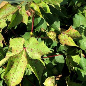 Figure 5. Cotton plants exhibiting symptoms of Stemphylium leaf spot and nutrient deficiencies.