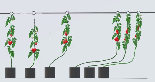 Figure 4. Progression of tomato leaning. As plants grow towards the wire from left to right, they are lowered, and the spool hangers are moved down the trellis wire to accommodate the additional growth.