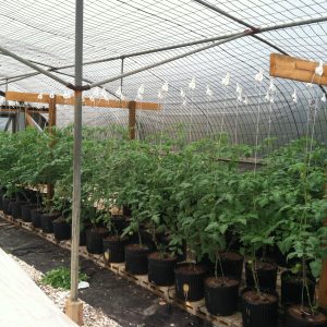 Figure 5a. Wooden structures hold steel cables for trellising twine to support tomato growth in a standard greenhouse.