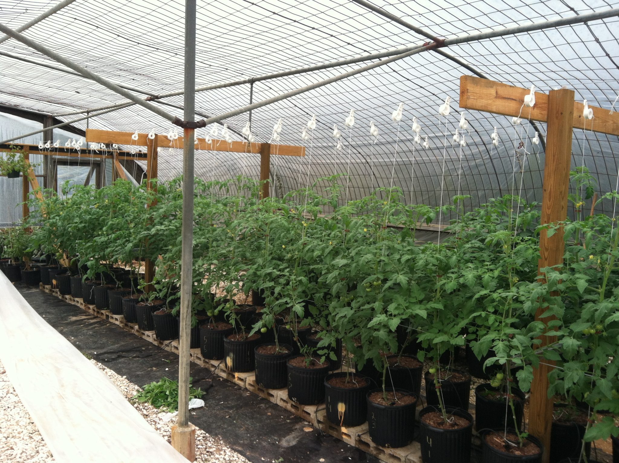 Tomato Production Greenhouse