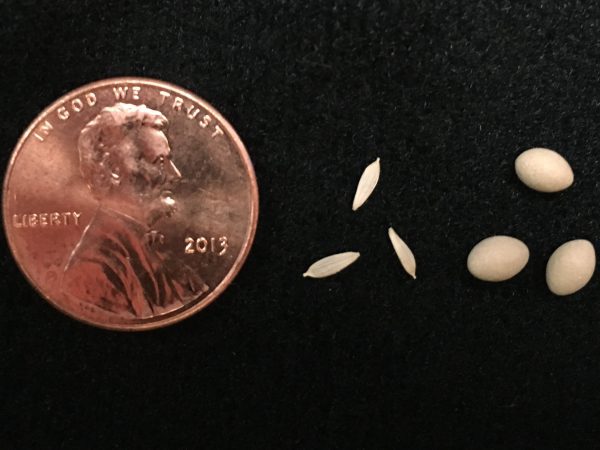 Figure 7. Pelletized seeds (right), uncoated seeds (center), and a penny for scale.