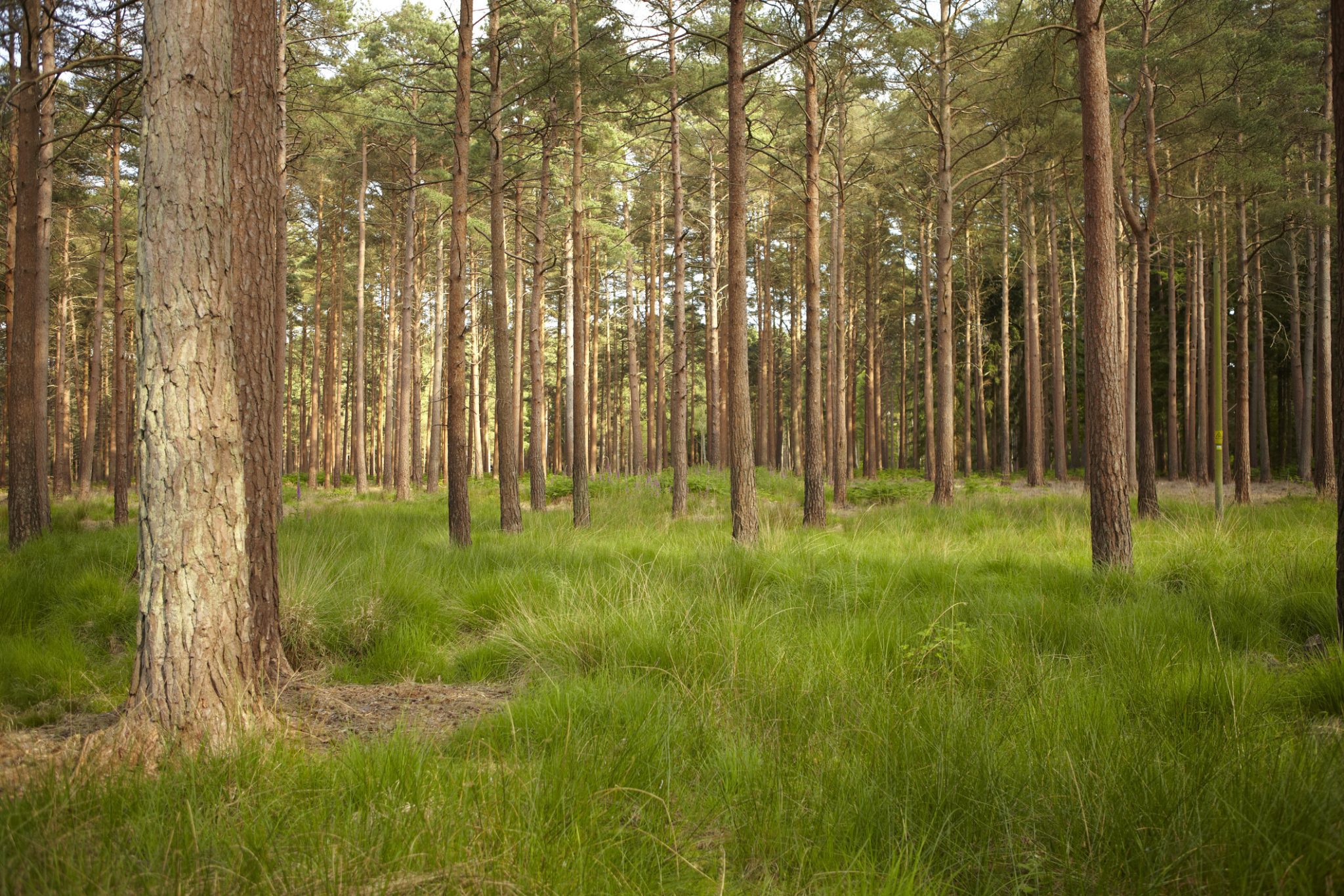 A stand of pine trees in a forest