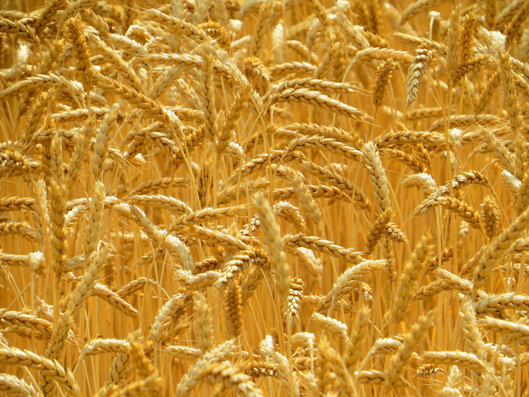 Full frame shot of wheat field,Kharkiv,Ukraine