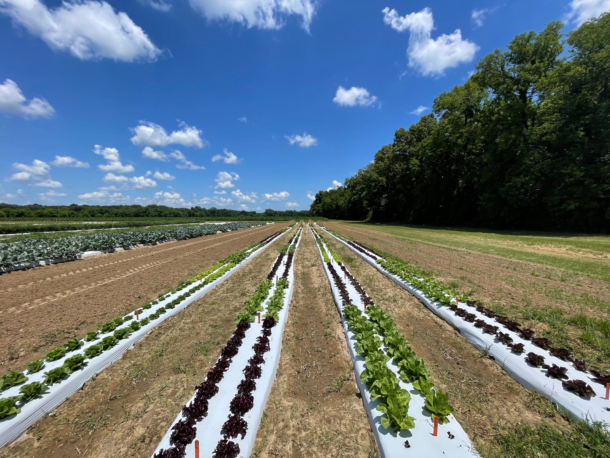 Lettuce cultivars growing in an open field