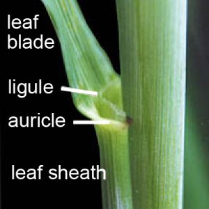 Figure 1. Leaf structure.