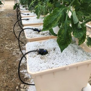Drip irrigation in dutch bucket production.