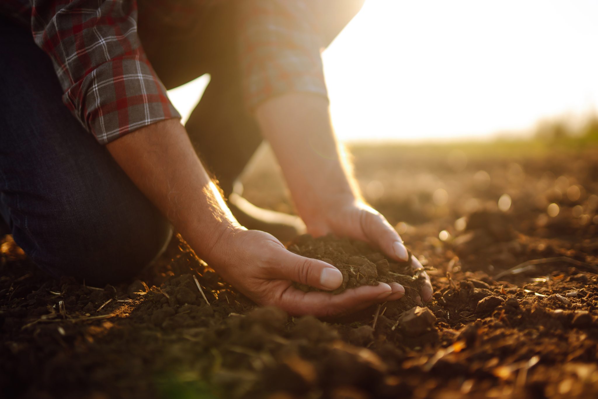A man's hand holding a handful of soil in a field.