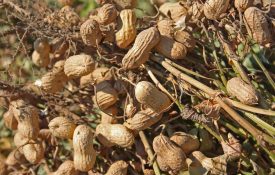 Harvested peanuts