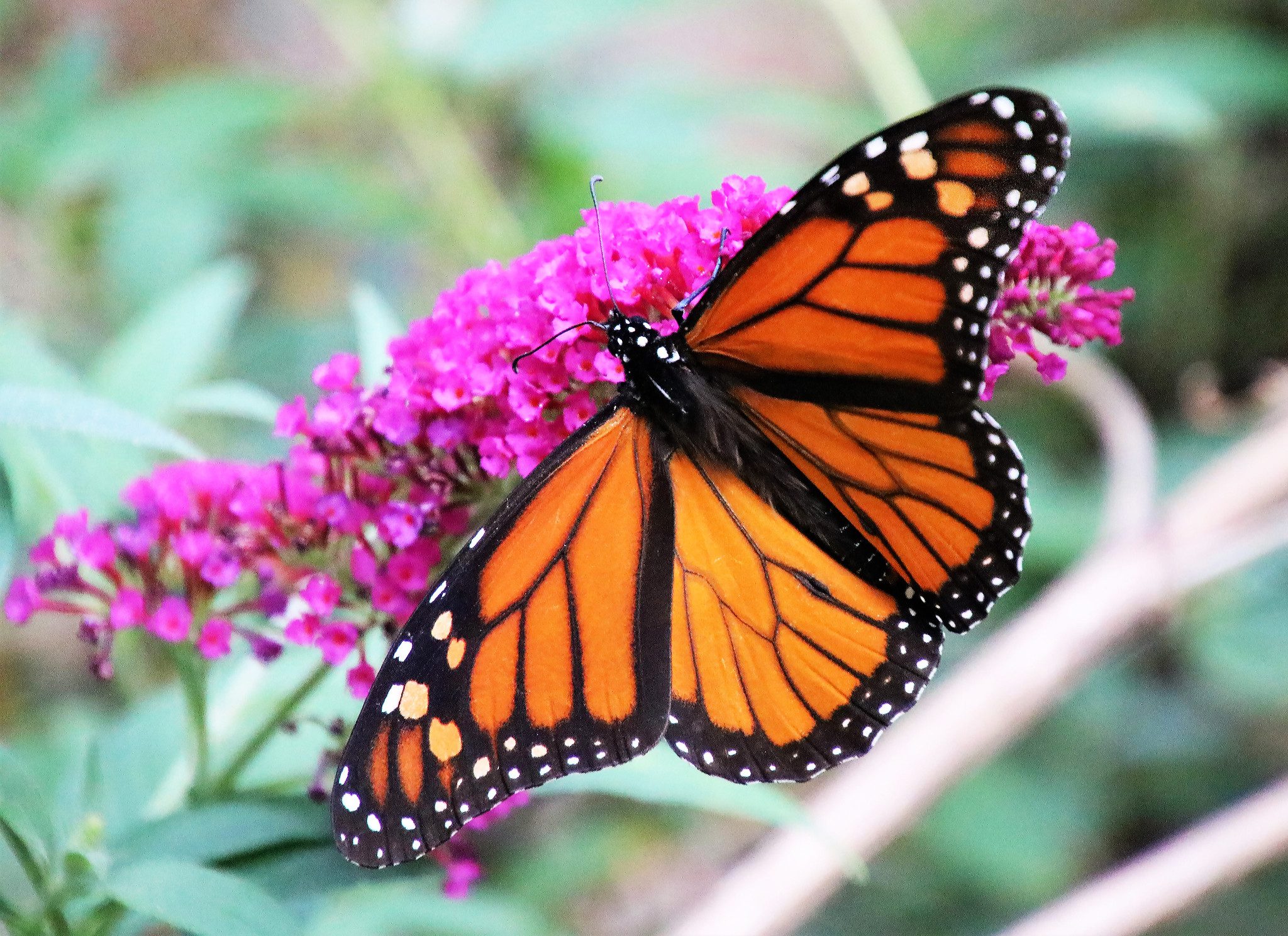 National Learn About Butterflies Day - Alabama Cooperative Extension System
