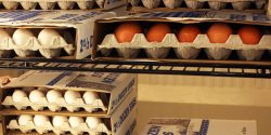 eggs for sale in cartons