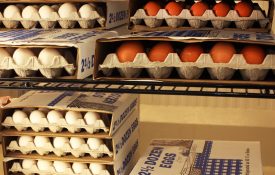 eggs for sale in cartons