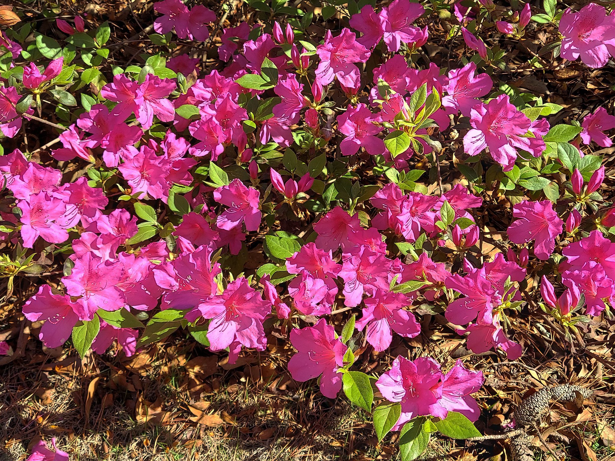 pink azaleas blooming on a bush