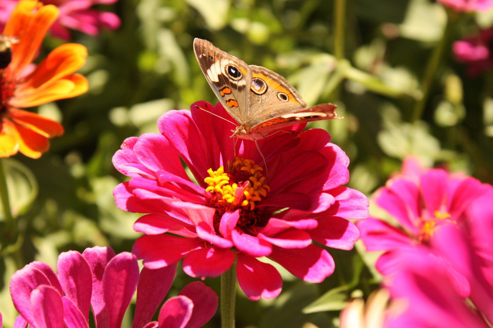 Common buckeye butterfly (Junonia coeniaes fraternus) on a flower