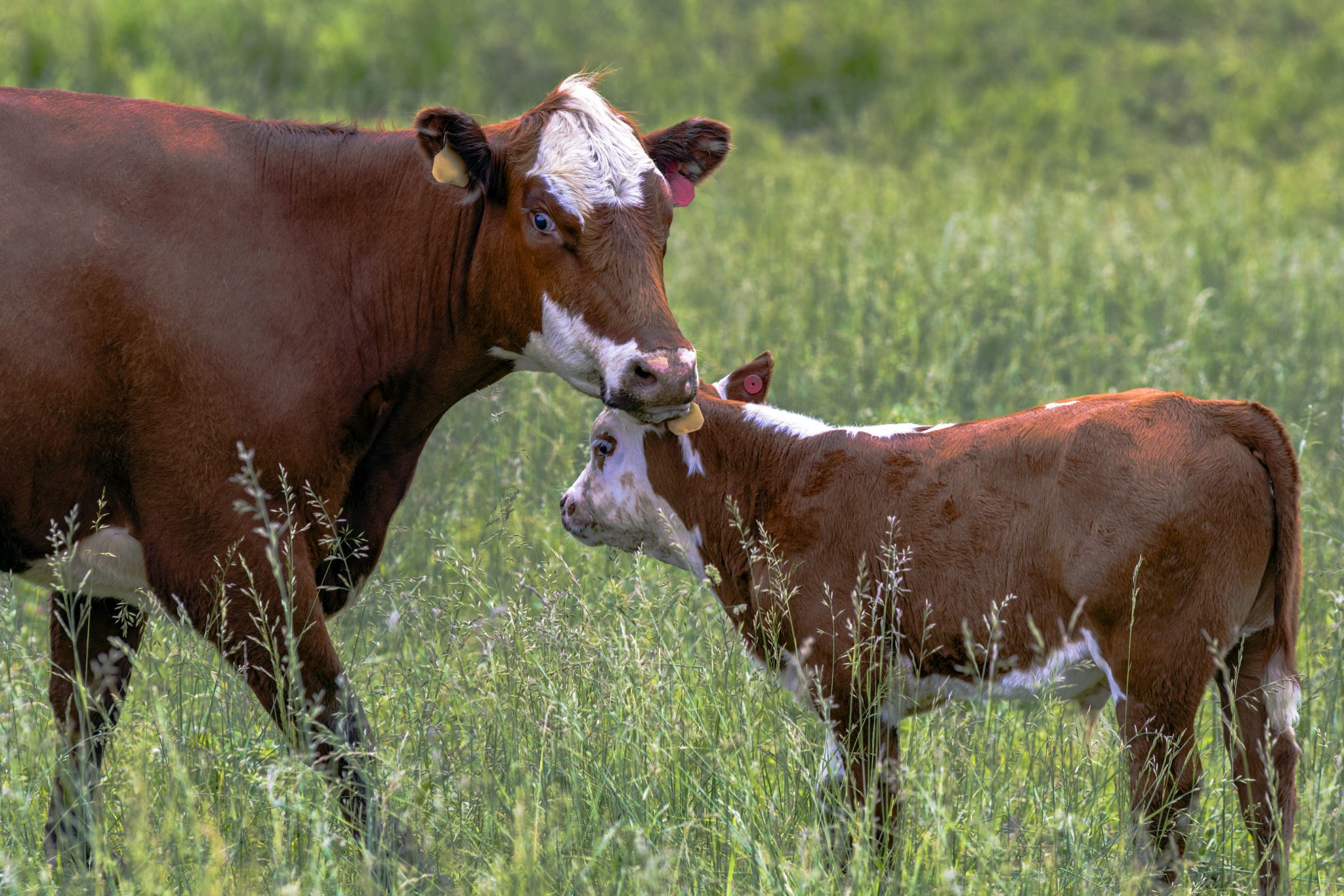 Crossbred cow and calf standing in a summer tall fescue pasture.