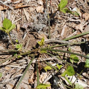 Figure 2. Kudzu root crowns are easiest to spot in the spring when new growth is emerging.
