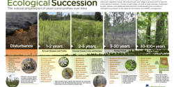 Ecological Succession Poster
