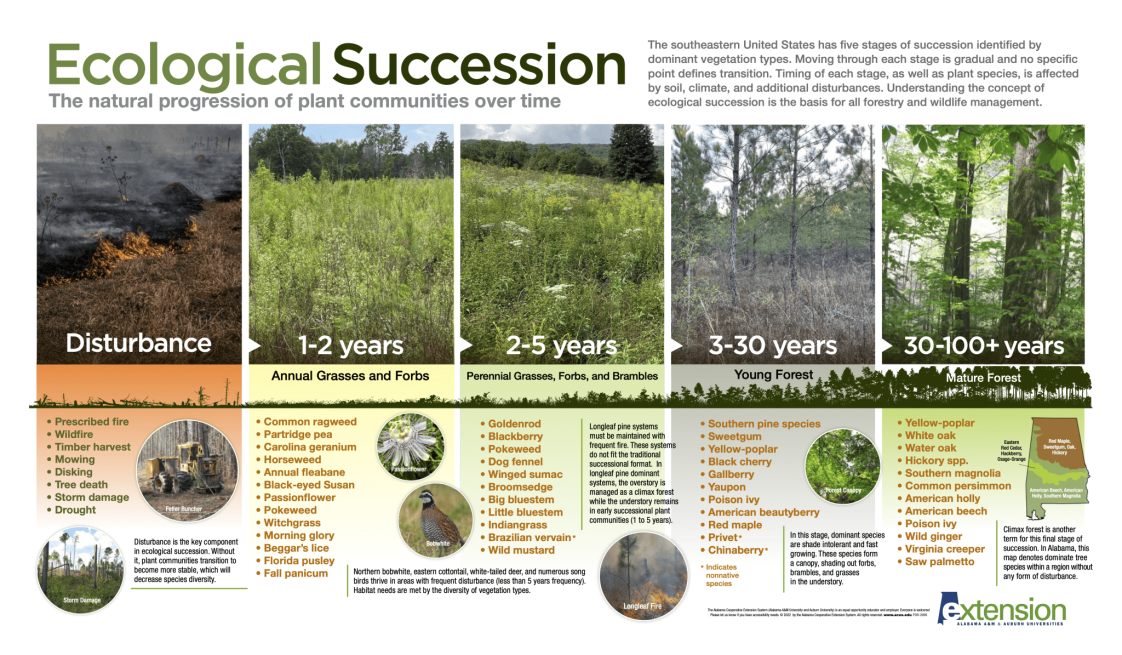 Ecological Succession Poster