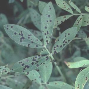 Figure 3. Dark brown to black late leaf spot lesions