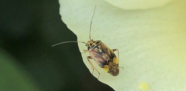 Figure 4. Adult tarnished plant bug.