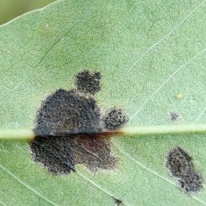 Figure 4. Dark brown to black late leaf spot lesions with masses of spores on lower leaf surface